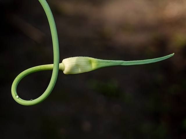 Garlic -- An alliterative riddle by Liz Kendall