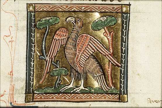 A medieval manuscript style image of a white-tailed eagle, standing on grass among trees.