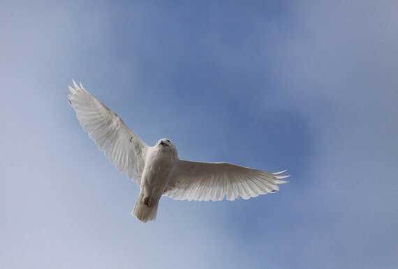 An image of a white owl with wings outstreetched, silhouetted against a clear blue sky.