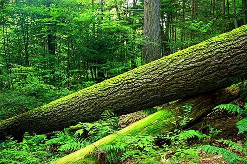 A forest scene, with fallen logs, trees in the background, and ferns in the foreground.