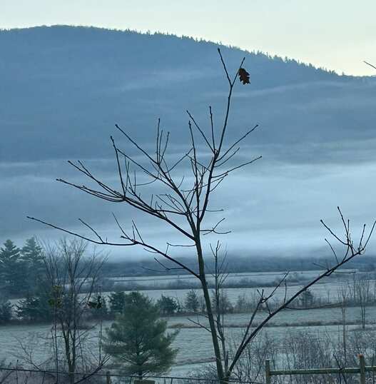 An image of a tree against a winter landscape, all of its branches bare except for a single leaf still hanging on at the very top.