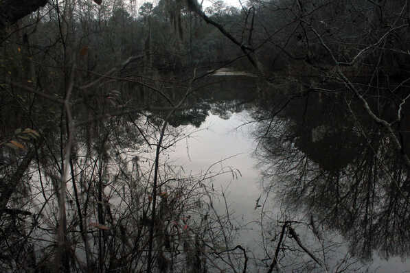 The sort of forest swamp scene that at dusk, would be filled with the sound of peepers -- crickets, sawing away.