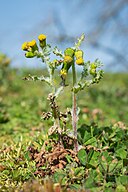 Photograph of the groundsel plant