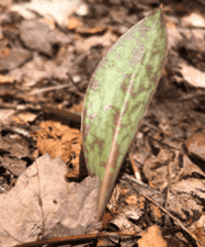 Growing on the forest floor ...