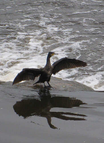 This photograph shows a cormorant with outsprad wings at the edge of troubled waters.