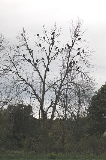 An image of a murder of crows perched in the branches of a bare, leafless tree.