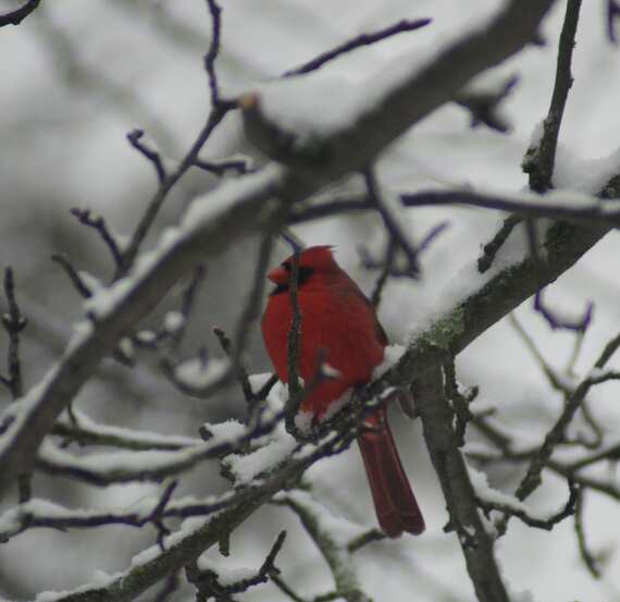 This image shows a bright red cardinal sitting among snow-covered branches in  winter scene.