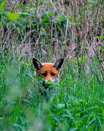 An image of a fox peeping at the viewer from the cover of tall grass and weeds.