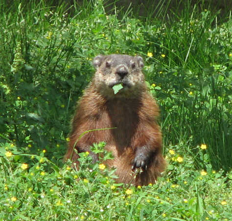 Image of a grondhog eating in a garden, surrounded by flowers, staring at the person taking the picture.