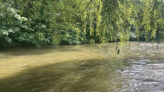 A river flowing plcidly through overhanging trees.