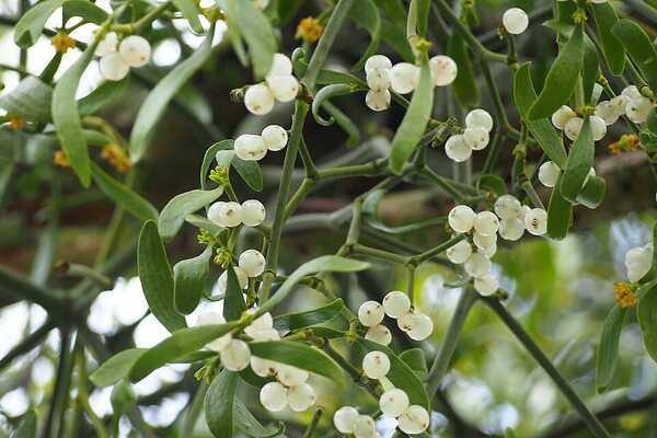 A cluster of mistletoe -- green leaves, white flowers, on the branch of a tree.
