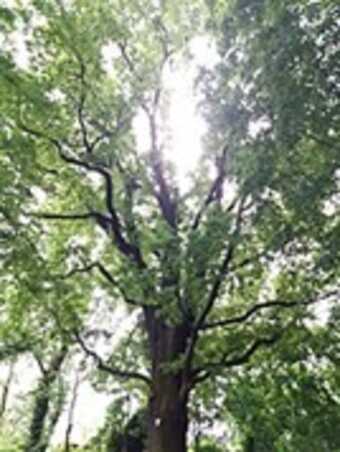 An image of an English oak, viewed from below, with sunlight shining through the branches.