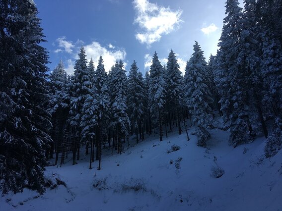 An image of a forest of snow-covered Norway spruce on a mountain slope.