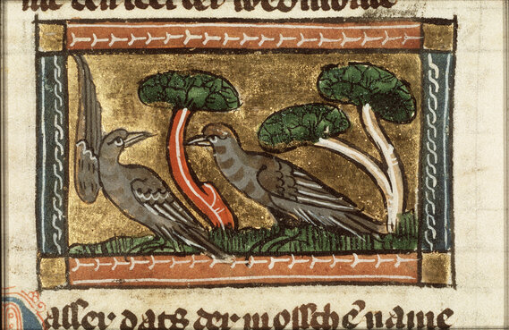 A medieval manuscript style image of two sparrows against a background of trees and grass.