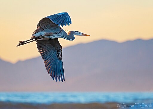 A great blue heron flying above a river.