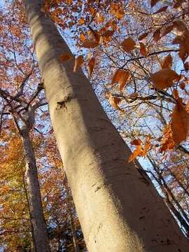 A beech tree seen from below, with the smooth bark on the trunk in focus. Fall foliage against a clear blue sky in the background.